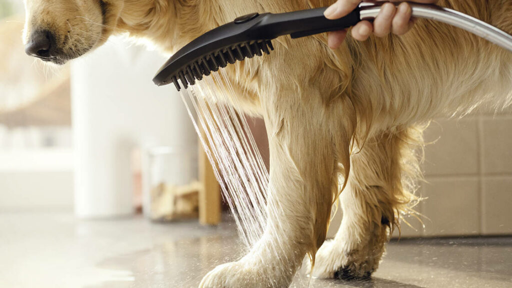 Duchas para perros